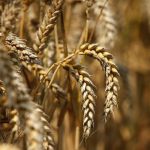 Federal Government Orders Removal of Barriers to Wheat and Flour Supply for Khyber Pakhtunkhwa