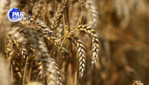 Federal Government Orders Removal of Barriers to Wheat and Flour Supply for Khyber Pakhtunkhwa