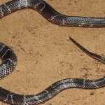 Indian Hostel Snakebite Tragedy: One Schoolgirl Dies, Three Others Hospitalized After Overnight Attack