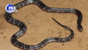 Indian Hostel Snakebite Tragedy: One Schoolgirl Dies, Three Others Hospitalized After Overnight Attack
