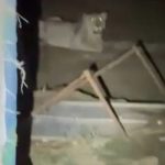11-Year-Old Boy Killed in Lion Attack in India’s Gujarat State
