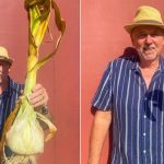 British Gardener Sets Two Guinness World Records with Giant Garlic and Pea Pod