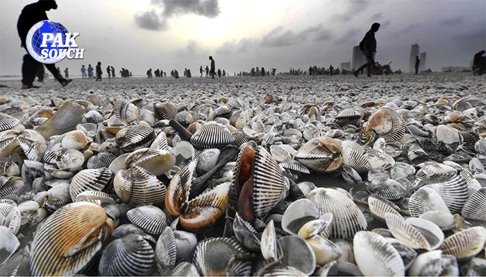 Large Number of Shellfish Wash Ashore at Karachi’s Clifton Beach
