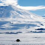 Here’s why the South Pole froze over before the North Pole