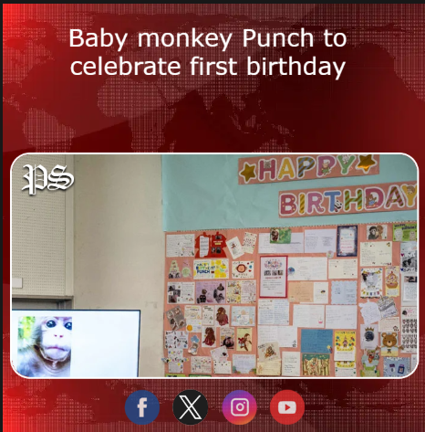 Baby monkey Punch to celebrate first birthday