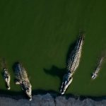 Israel Clears Way for Potential Use of Crocodiles in Prison Security