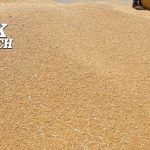 Pakistan Retains Decision to Import One Million Tonnes of Wheat to Meet Domestic Needs