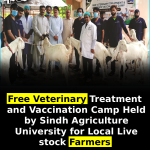 Free Veterinary Treatment and Vaccination Camp Held by Sindh Agriculture University for Local Livestock Farmers