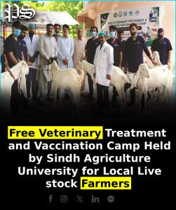 Free Veterinary Treatment and Vaccination Camp Held by Sindh Agriculture University for Local Livestock Farmers