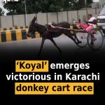 ‘Koyal’ emerges victorious in Karachi donkey cart race