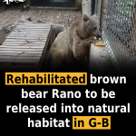 Rehabilitated brown bear Rano to be released into natural habitat in G-B
