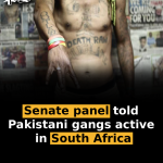Senate panel told Pakistani gangs active in South Africa
