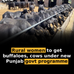 Rural women to get buffaloes, cows under new Punjab govt programme