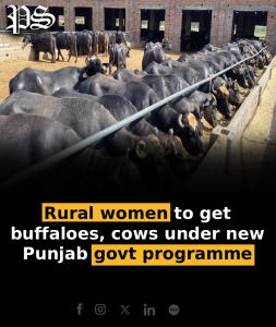 Rural women to get buffaloes, cows under new Punjab govt programme