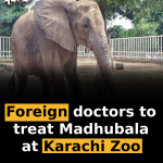 Foreign doctors to treat Madhubala at Karachi Zoo