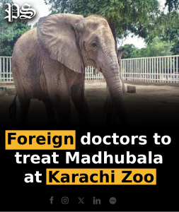 Foreign doctors to treat Madhubala at Karachi Zoo